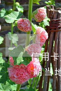 信用卡逾期当地分行打电话给我-信用卡逾期当地分行打电话给我协商还款