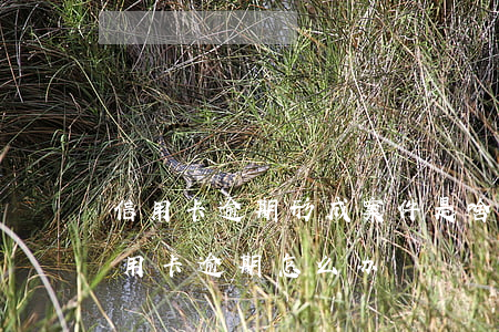 信用卡逾期形成案件是啥意思(因刑事案件信用卡逾期怎么办)