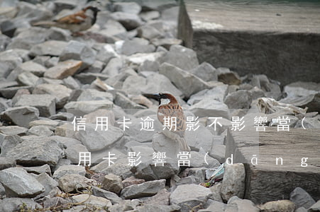 信用卡逾期影不影響當(dāng)兵(欠信用卡影響當(dāng)兵嗎)