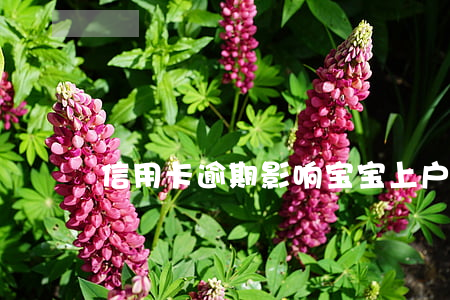 信用卡逾期影响宝宝上户口嘛