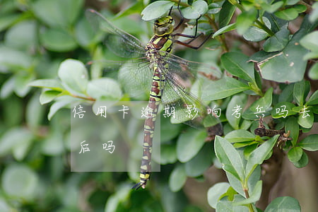 信用卡逾期影响考兵吗(去当兵信用卡可以延后吗?)