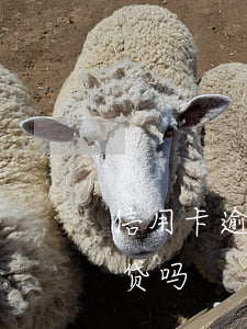 信用卡逾期影响车量吗(信用卡逾期会影响车贷吗)