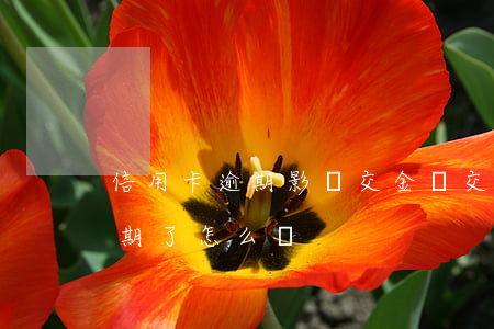 信用卡逾期影響交金嗎(交通銀行的信用卡逾期了怎么辦)