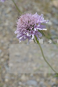 信用卡逾期影響其他信用卡被封