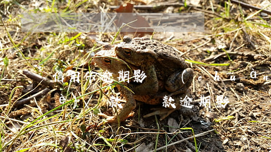 信用卡逾期影響創(chuàng)業(yè)貸款嗎(貸款逾期影響辦信用卡嗎)