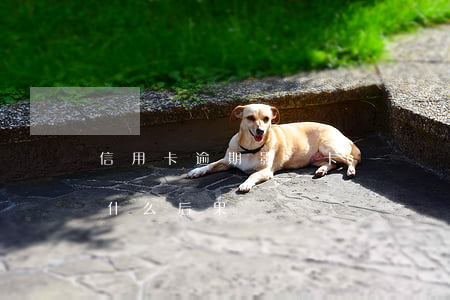 信用卡逾期影響卡債嗎(銀行卡信用卡逾期有什么后果)