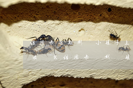 信用卡逾期影響小孩子上學(xué)嗎-家長欠信用卡會影響孩子上學(xué)嗎