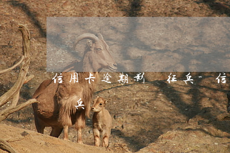 信用卡逾期影響征兵-信用卡逾期影響孩子當兵嗎