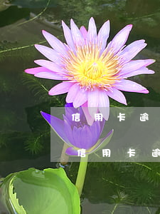 信用卡逾期影響循環(huán)貸款(銀行信用卡逾期一次有什么影響)
