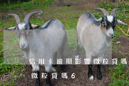 信用卡逾期影響微粒貸嗎6(信用卡逾期影響微粒貸嗎6)