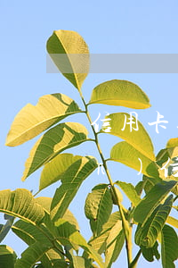 信用卡逾期影響房子嗎 名下有房產(chǎn)信用卡逾期受影響嗎