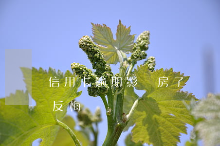 信用卡逾期影響房子贈與嗎 贈與的房產可以反悔嗎