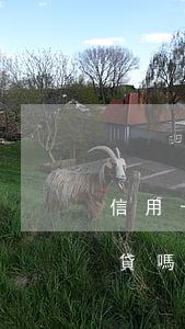 信用卡逾期影響房貸多少(信用卡逾期影響房貸嗎)