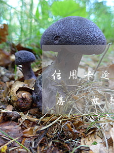 信用卡逾期影響房貸放款嗎(信用卡逾期影響房貸放款嗎)