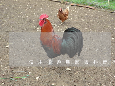 信用卡逾期影響抖音嗎