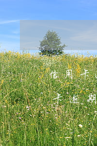 信用卡逾期影響支付寶花唄嗎-花唄和信用卡逾期