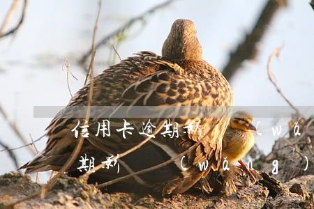 信用卡逾期影響網(wǎng)貸(信用卡逾期影響網(wǎng)貸下款么)
