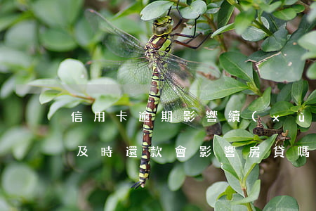信用卡逾期影響續(xù)貸嗎(信用卡逾期及時還款會影響房貸嗎)
