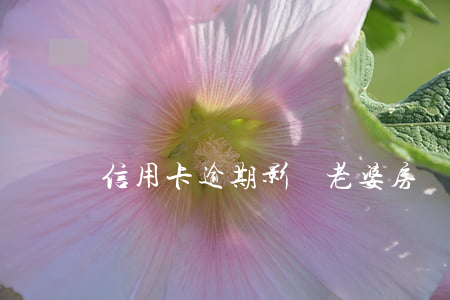 信用卡逾期影響老婆房貸嗎