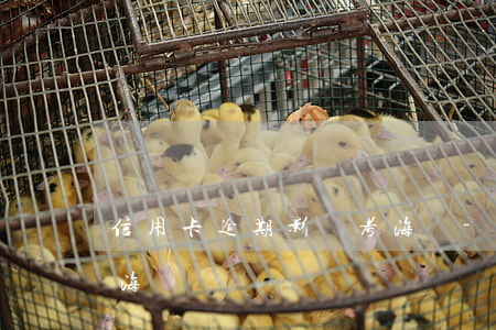 信用卡逾期影響考海員-信用卡逾期影響考海員