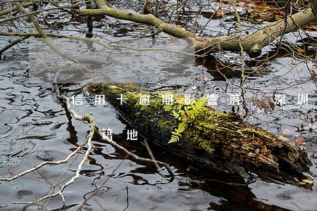 信用卡逾期影響落戶深圳(信用卡逾期銀行去戶籍地)