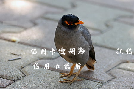 信用卡逾期影響親屬征信么(征信有逾期影響信用卡使用嗎)