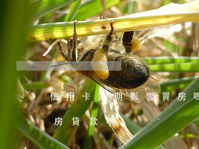 信用卡逾期影響買房嗎(信用卡逾期會影響買房貸款嗎)