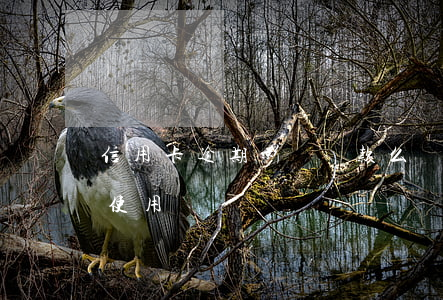 信用卡逾期影響貸款么(貸款逾期影響信用卡使用嗎)