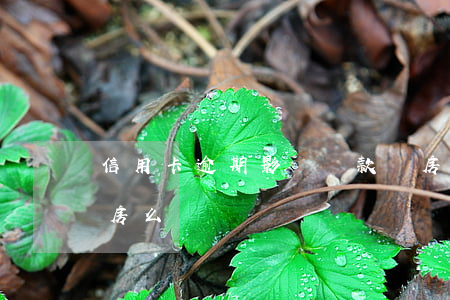 信用卡逾期影響貸款買房(信用卡逾期影響買房么)