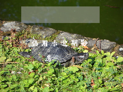 信用卡逾期影響贖樓嗎(之前有信用卡逾期影響房貸嗎)