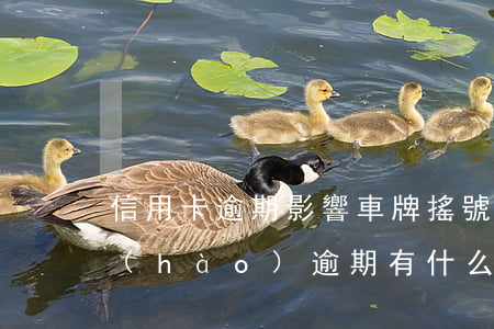 信用卡逾期影響車牌搖號(hào)嗎(搖號(hào)逾期有什么影響)