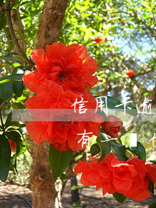 信用卡逾期影響轉(zhuǎn)公積金嗎(有一筆信用卡逾期影響公積金貸款嗎)