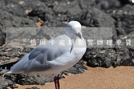 信用卡逾期影響辦理車貸么