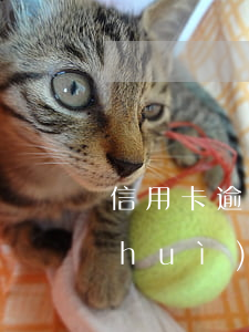 信用卡逾期影響還貸款嗎 還信用卡逾期會(huì)有什么后果