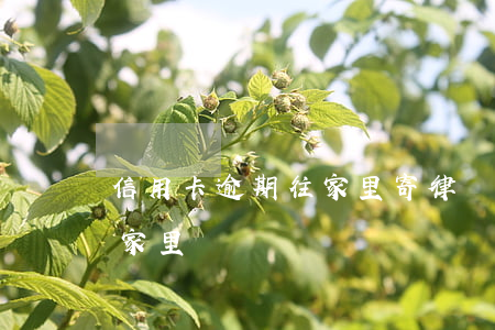 信用卡逾期往家里寄律師函(逾期律師函寄到家里)