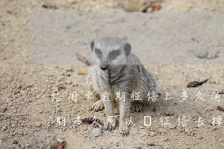 信用卡逾期征信上多久消除(以前有信用卡逾期,多久可以從征信去掉)