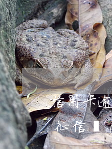 信用卡逾期征信上顯示什么內(nèi)容(征信報(bào)告上信用卡逾期多久更新)