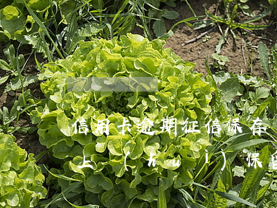 信用卡逾期征信保存幾年(信用卡逾期在征信上會(huì)保留多久)