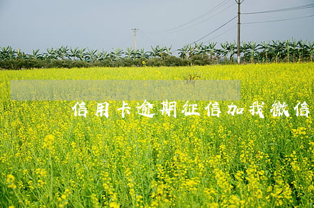 信用卡逾期征信加我微信(微信還信用卡逾期)