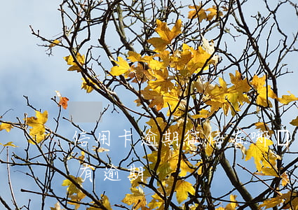 信用卡逾期征信在哪兒查(怎樣查信用卡有沒有逾期)