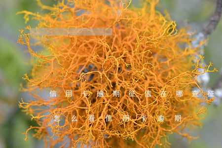 信用卡逾期征信在哪查(征信報(bào)告怎么看信用卡逾期)