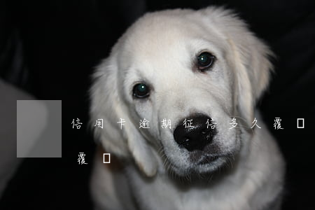 信用卡逾期征信多久覆蓋 征信逾期記錄多久覆蓋