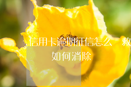 信用卡逾期征信怎么補救(征信中信用卡逾期記錄如何消除)