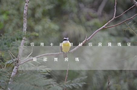 信用卡逾期征信房貸嗎(征信報告有信用卡逾期,能買房嗎)