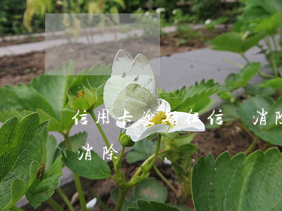 信用卡逾期征信會消除嗎(信用卡逾期了怎么消除)