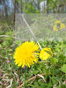 信用卡逾期征信有問題,對孩子有什么影響-信用卡逾期征信有問題,對孩子有什么影響嗎