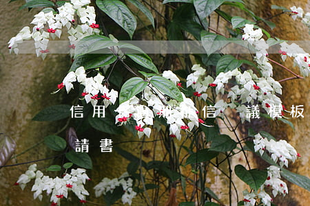 信用卡逾期征信異議模板(信用卡逾期異議申請書)