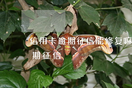 信用卡逾期征信能修复嘛(如何恢复信用卡逾期征信)