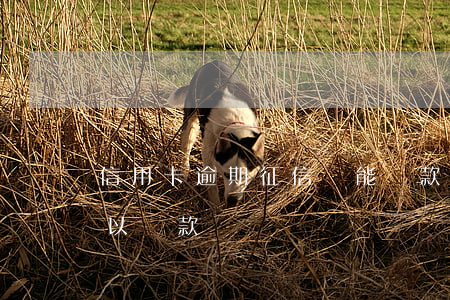 信用卡逾期征信還能貸款嗎-征信逾期還可以貸款嗎
