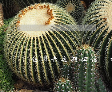 信用卡逾期征信顯示啥(征信逾期顯示什么)